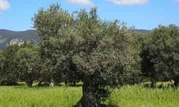 Estudios demuestran que las hojas de olivo tienen efectos anticancerígenos